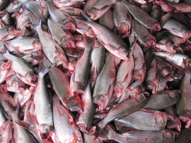 <strong>淡水魚自動(dòng)化深加工設(shè)備魚丸加工生產(chǎn)線</strong>